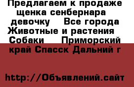 Предлагаем к продаже щенка сенбернара - девочку. - Все города Животные и растения » Собаки   . Приморский край,Спасск-Дальний г.